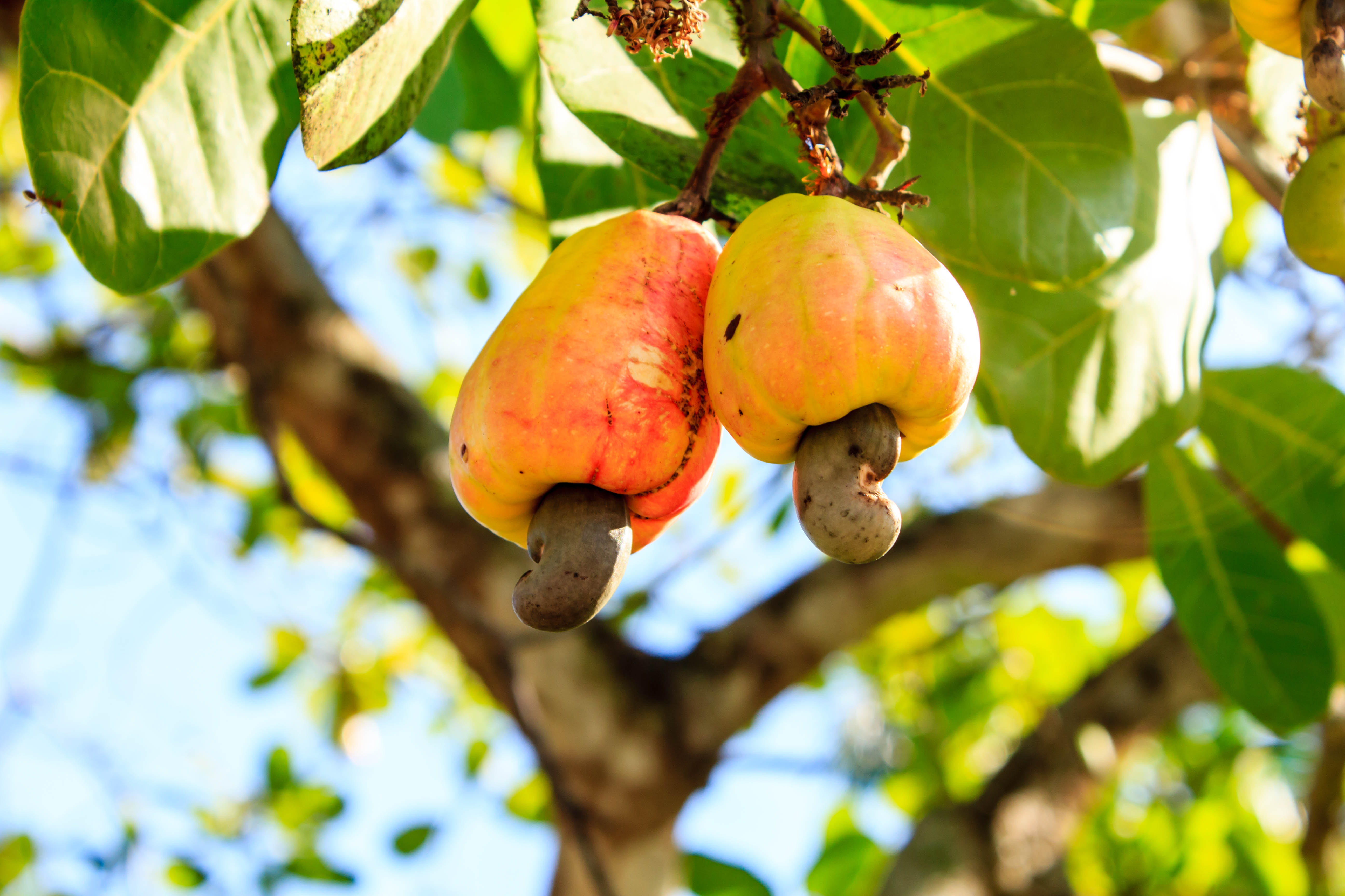 3S Sustainable Cashew Supply Chain ChainPoint